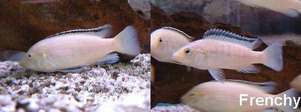 Лабидохромис еллоу (желтая цихлида с черными полосками)