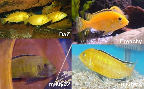 Рыбки еллоу