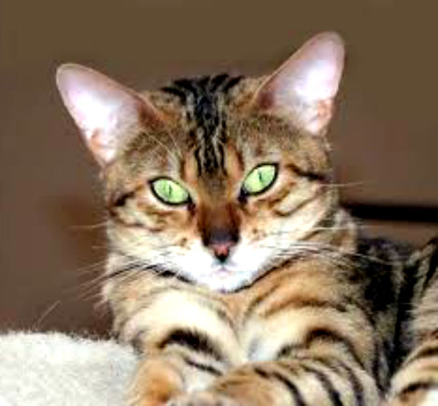 Возраст для кастрации Возраст для кастрации