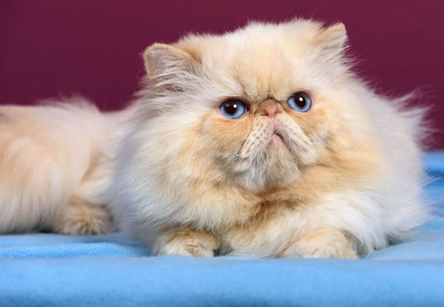 Кастрация кошек считается простой операцией, после которой редко возникают опасные последствия и осложнения. Кастрация кошек считается простой операцией, после которой редко возникают опасные последствия и осложнения.