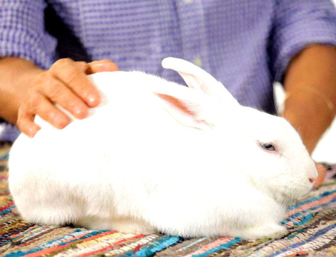 Симптомы Симптомы