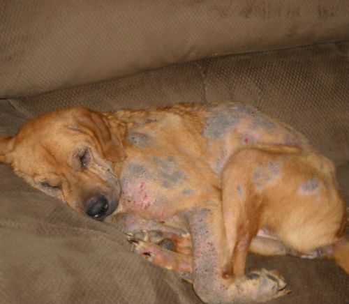 Кто из собак находится в группе риска по демодекозу