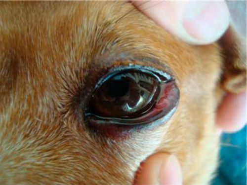 Симптомы заболевания коньюктивитом