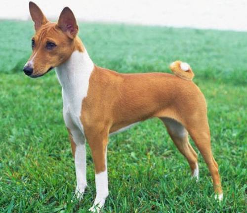 Породы собак, которые не лают