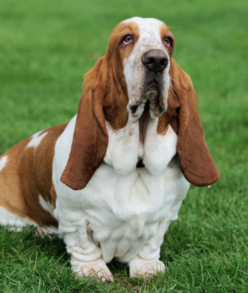Бассет-хаунд Бассет-хаунд