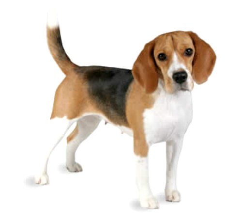 Бигль Бигль