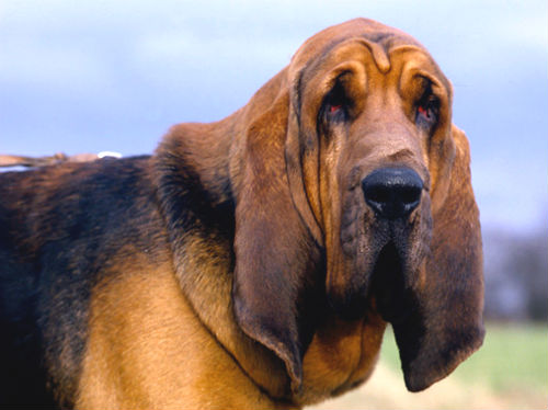 Бладхаунд Бладхаунд