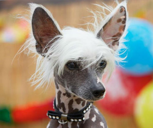 Китайская хохлатая Китайская хохлатая