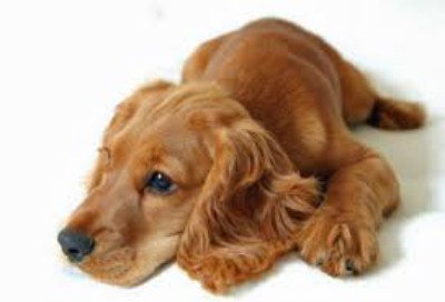 Кокер-спаниель Кокер-спаниель