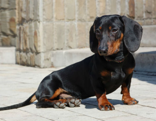 Такса Такса