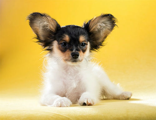 Папийон Папийон