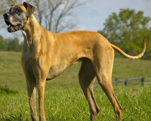 Великий датский Великий датский