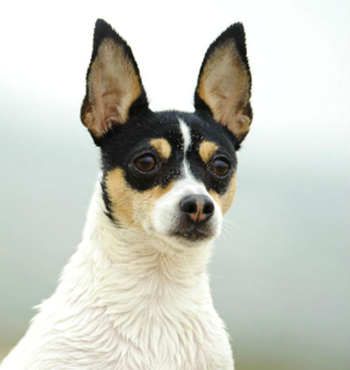 Той-терьер Той-терьер