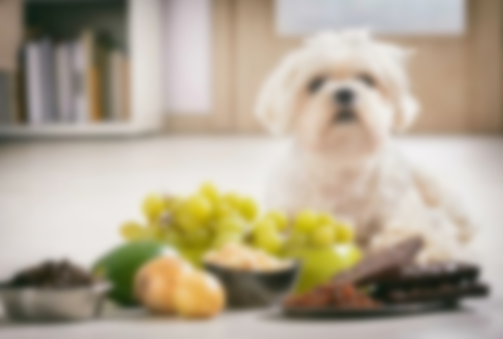 Виды болонок — описание группы пород собак с названиями