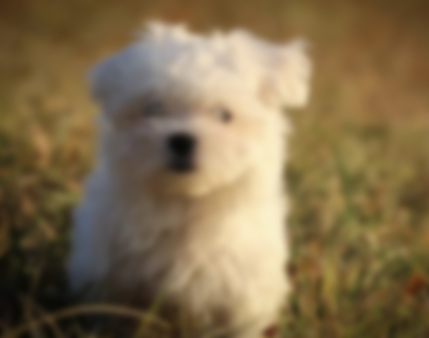 Виды болонок — описание группы пород собак с названиями