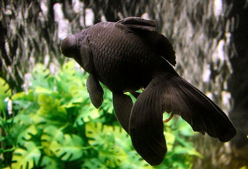 Ярко-черный телескоп