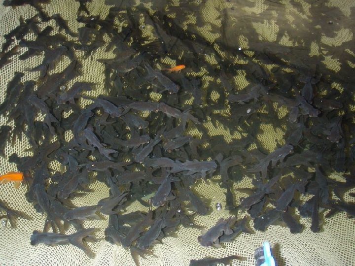 Черные телескопы на рыборазводне