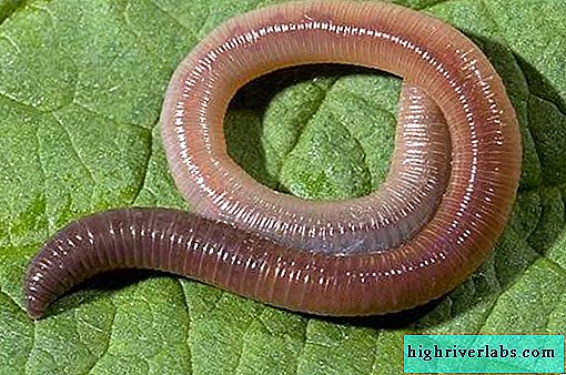dozhdevoj-cherv-obraz-zhizni-i-sreda-obitaniya-dzhdevogo-chervya-3.jpg