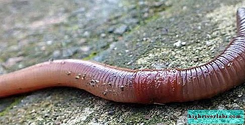dozhdevoj-cherv-obraz-zhizni-i-sreda-obitania-dzhdevogo-chervya-5.jpg