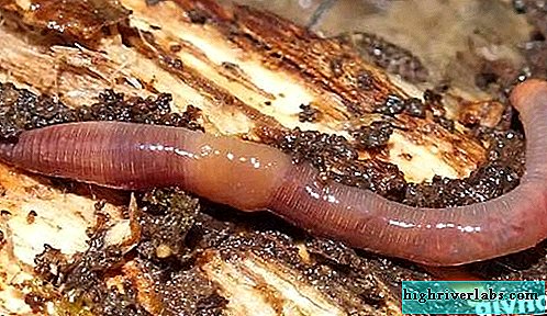 dozhdevoj-cherv-obraz-zhizni-i-sreda-obitaniya-dzhdevogo-chervya-7.jpg