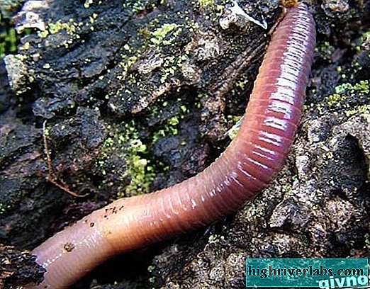 dozhdevoj-cherv-obraz-zhizni-i-sreda-obitaniya-dzhdevogo-chervya.jpg