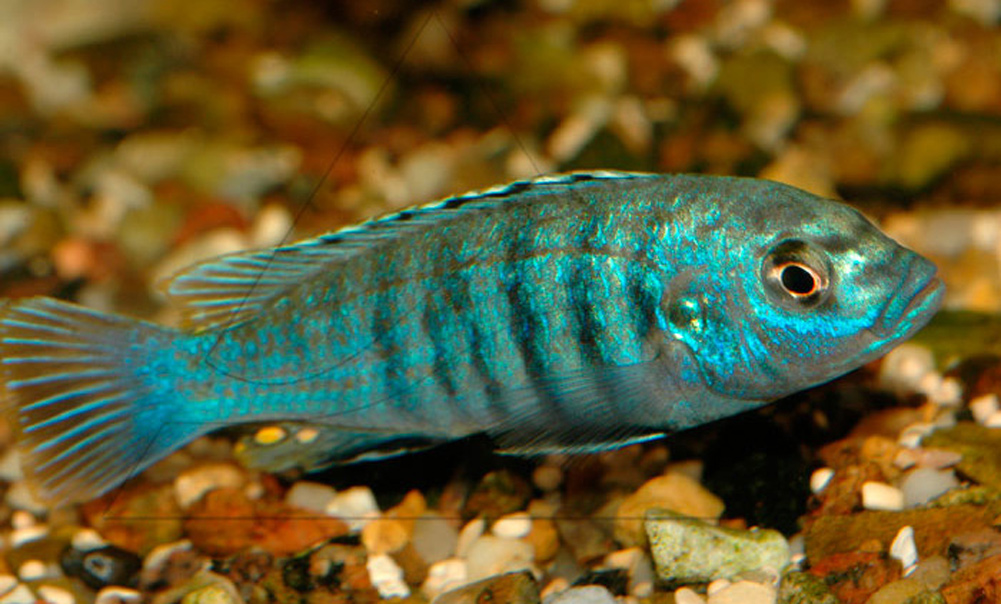 Лабидохромис Фрайберга