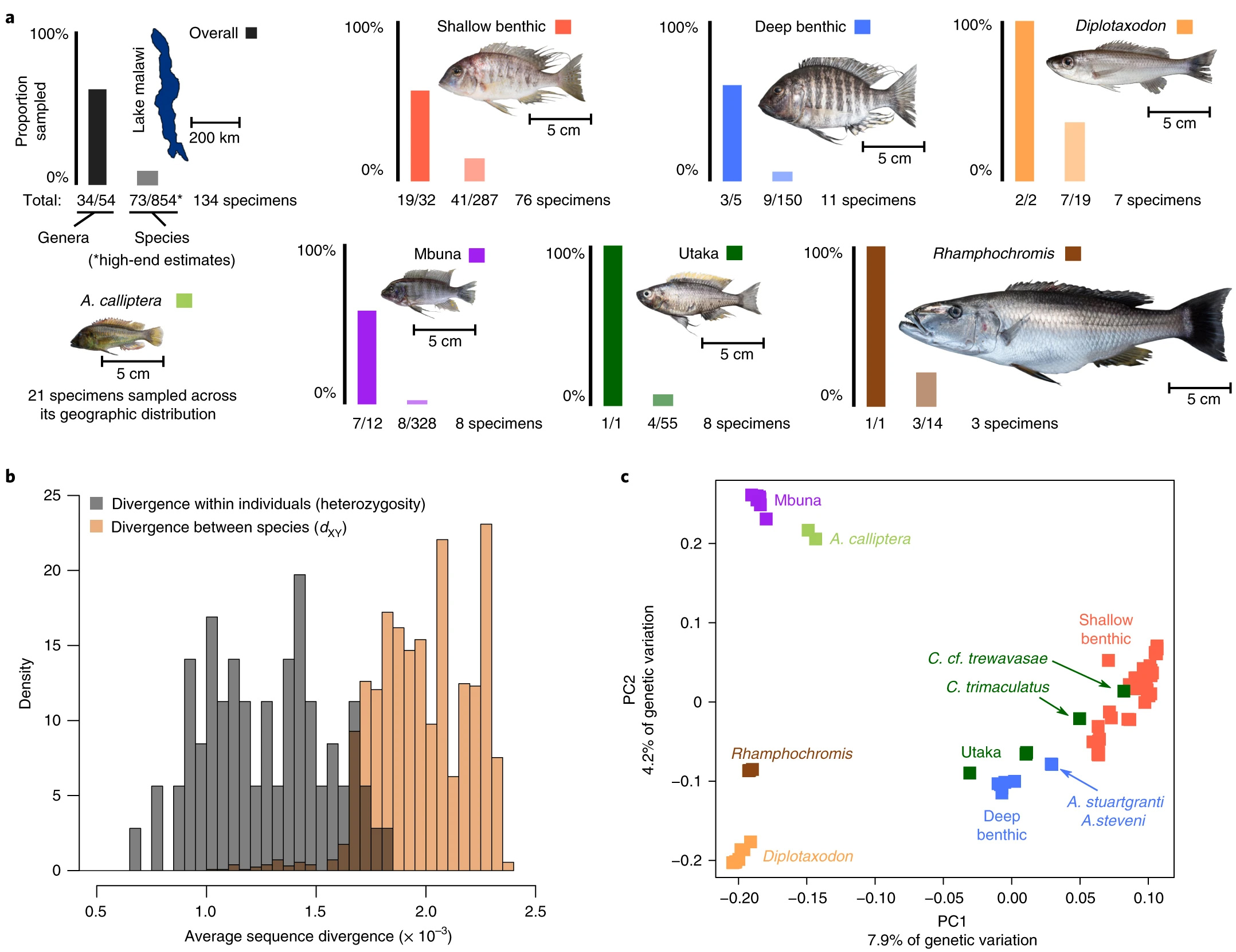 Дивиргенция цихлид Малави