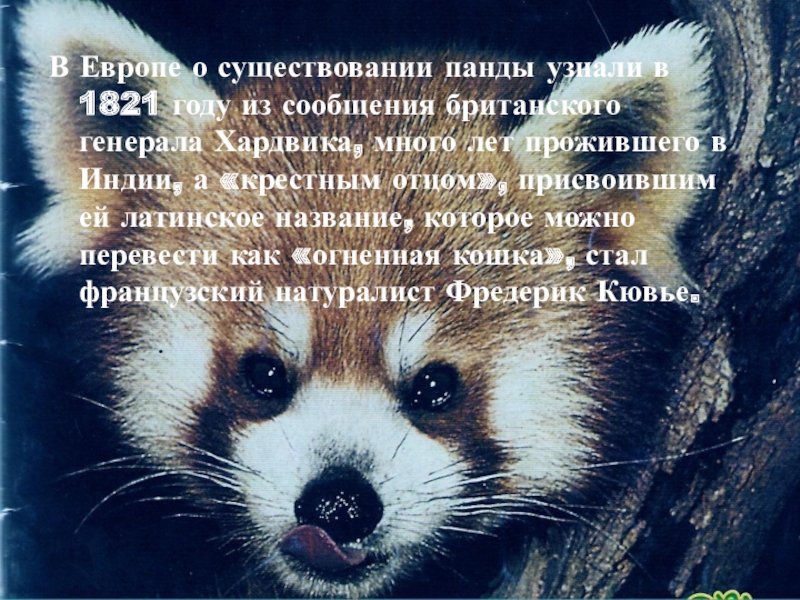 В Европе о существовании панды узнали в 1821 году из сообщения британского генерала Хардвика, много лет