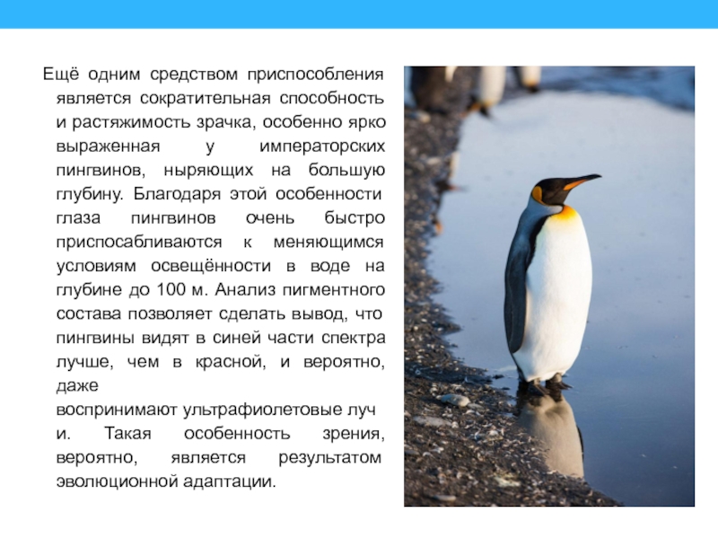 Ещё одним средством приспособления является сократительная способность и растяжимость зрачка, особенно ярко выраженная у императорских пингвинов, ныряющих