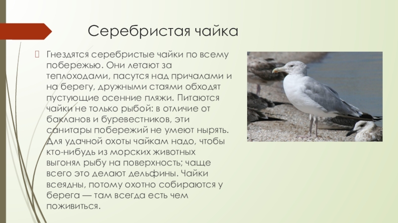 Серебристая чайка Гнездятся серебристые чайки по всему побережью. Они летают за теплоходами, пасутся над причалами и на