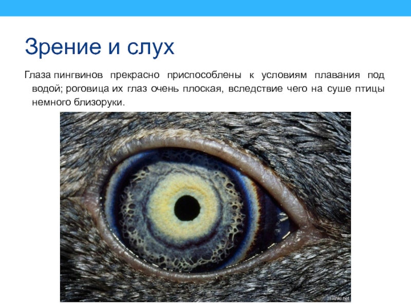 Зрение и слухГлаза пингвинов прекрасно приспособлены к условиям плавания под водой; роговица их глаз очень плоская, вследствие чего на суше