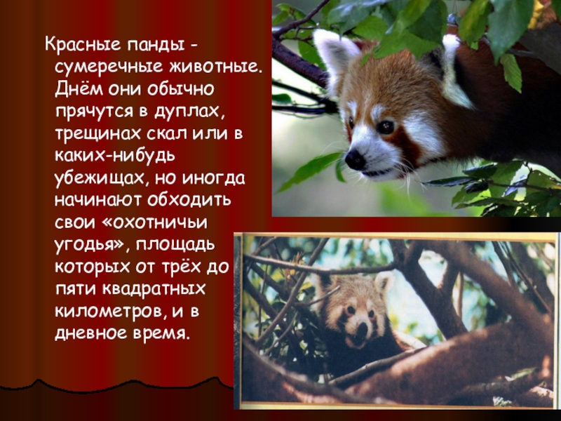 Красные панды - сумеречные животные. Днём они обычно прячутся в дуплах, трещинах скал или в каких-нибудь