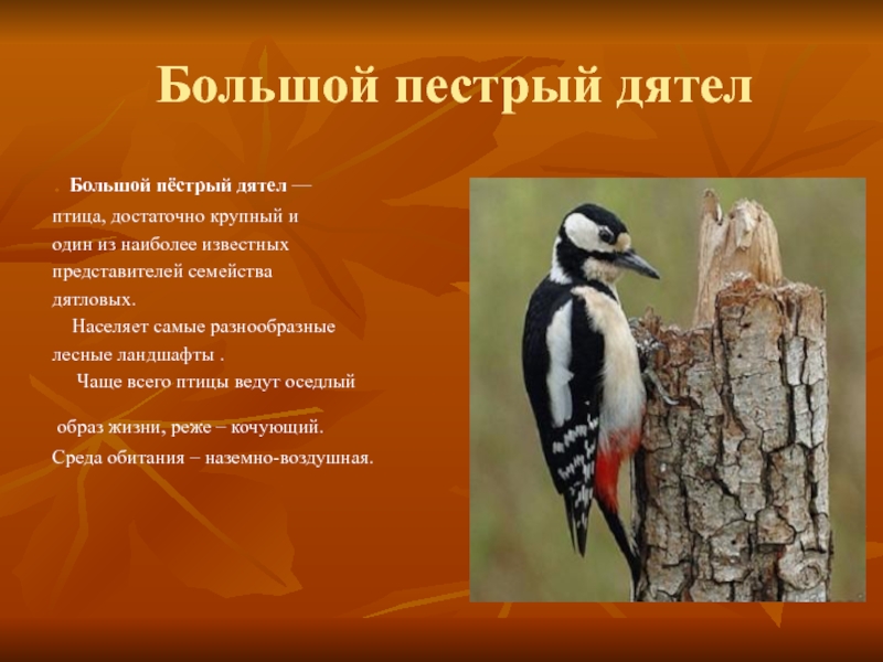 Великий дятел. Большой дятел — птица, довольно крупная и один из самых известных представителей