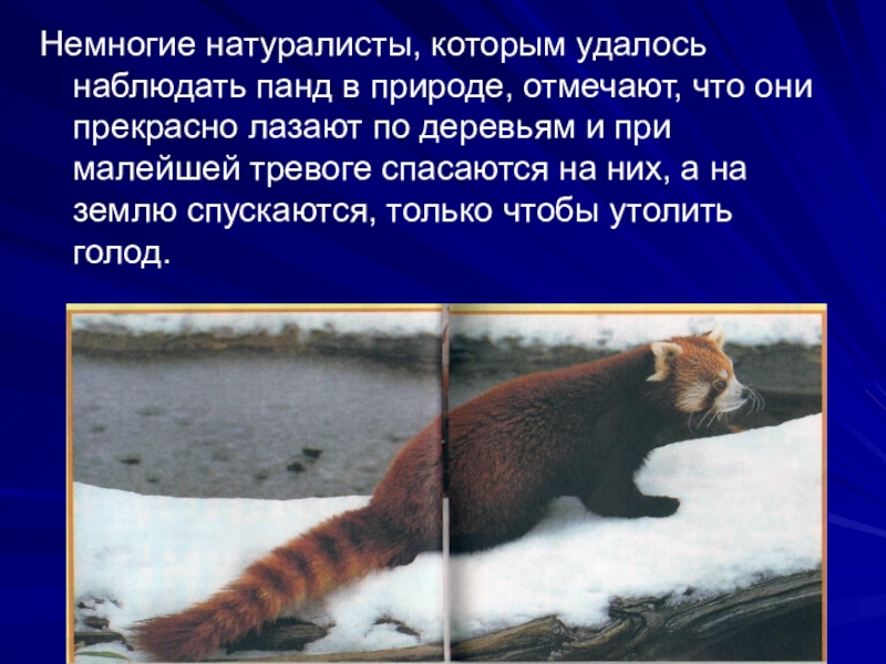 Немногие натуралисты, которым удалось наблюдать панд в природе, отмечают, что они прекрасно лазают по деревьям и при