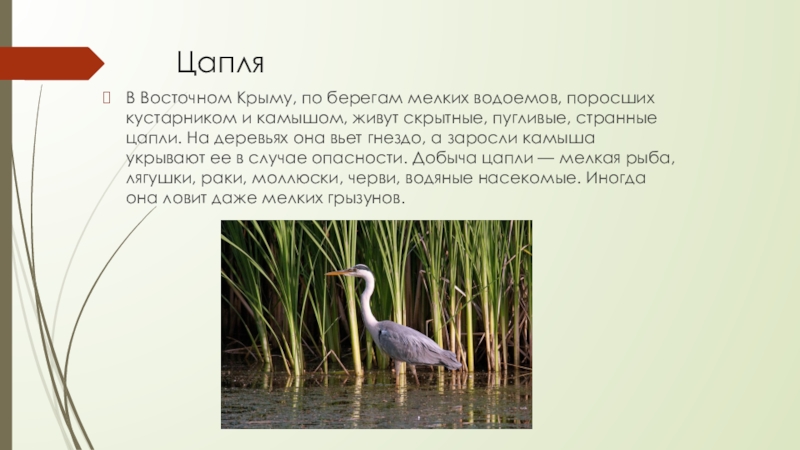 Цапля В Восточном Крыму, по берегам мелких водоемов, поросших кустарником и камышом, живут скрытные, пугливые, странные цапли.