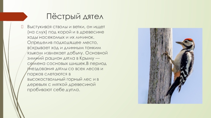 Пёстрый дятел Выстукивая стволы и ветки, он ищет (на слух) под корой и в древесине ходы насекомых