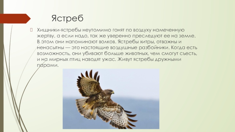 Презентация по крымоведению на тему Птичий мир Крыма Ястреб Хищники-ястребы неутомимо гонят по воздуху намеченную жертву, а если надо, Ястреб Хищники-ястребы неутомимо гонят по воздуху намеченную жертву, а если надо, так же уверенно преследуют ее на