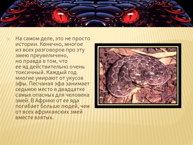 На самом деле, это не просто истории. Конечно, многое из того, что говорят об этой змее, преувеличено, но правда в том, что яд настоящий