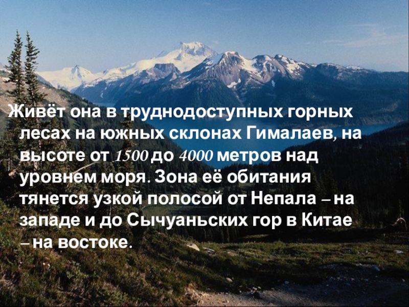 Живёт она в труднодоступных горных лесах на южных склонах Гималаев, на высоте от 1500 до 4000