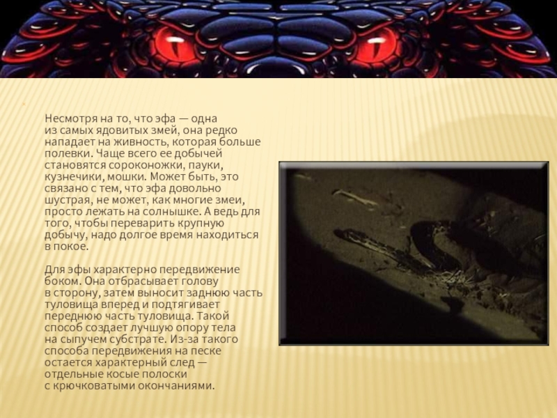 Несмотря на то, что эфа является одной из самых ядовитых змей, она редко нападает на более крупных живых существ