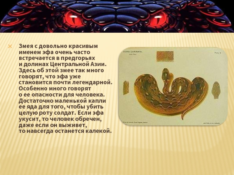 Змея с довольно красивым именем эфа очень распространена в предгорьях и долинах Средней Азии. Здесь так много об этой змее