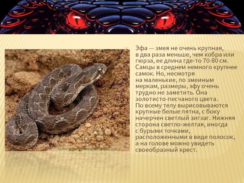 Эфа - змея не очень крупная, вдвое меньше кобры или гюрзы, длина около 70-80 см. Самцы в среднем немного