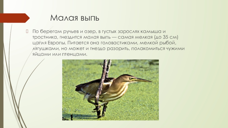 Малая выпь По берегам ручьев и озер, в густых зарослях камыша и тростника, гнездится малая выпь —