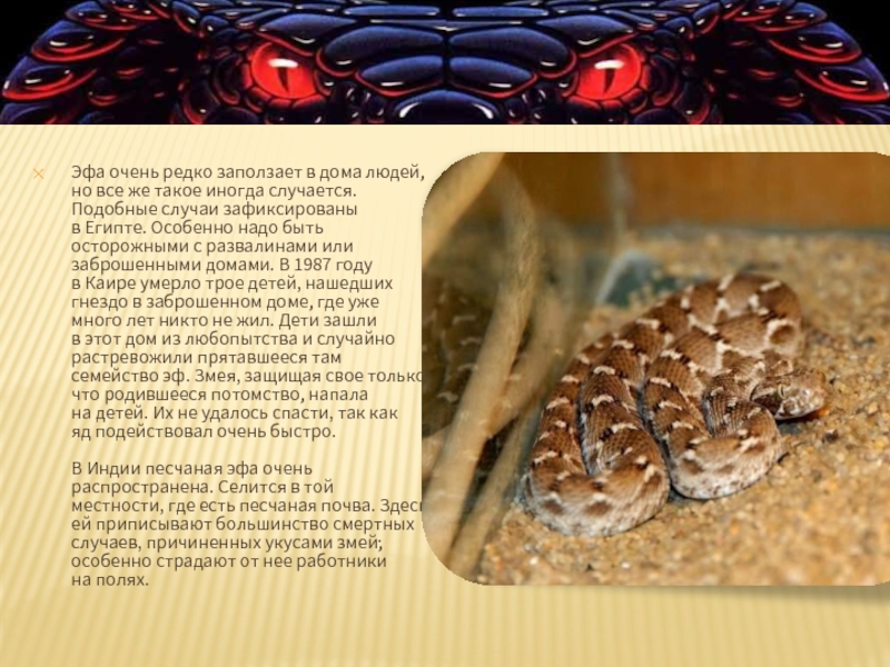 Эфа очень редко заползает в дома людей, но все же это иногда случается. Подобные случаи были зафиксированы в Египте. Вам особенно следует быть