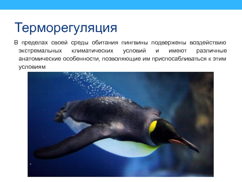 ТерморегуляцияВ пределах своей среды обитания пингвины подвержены воздействию экстремальных климатических условий и имеют различные анатомические особенности, позволяющие
