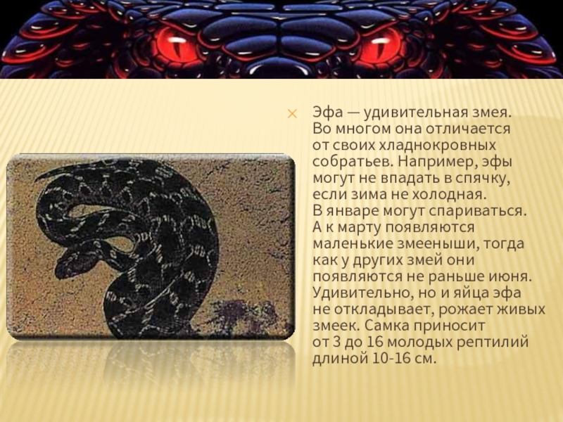 Эфа — замечательная змея. Во многом он отличается от своих хладнокровных собратьев. Например, эфы могут не впасть в спячку, если зима не будет холодной.