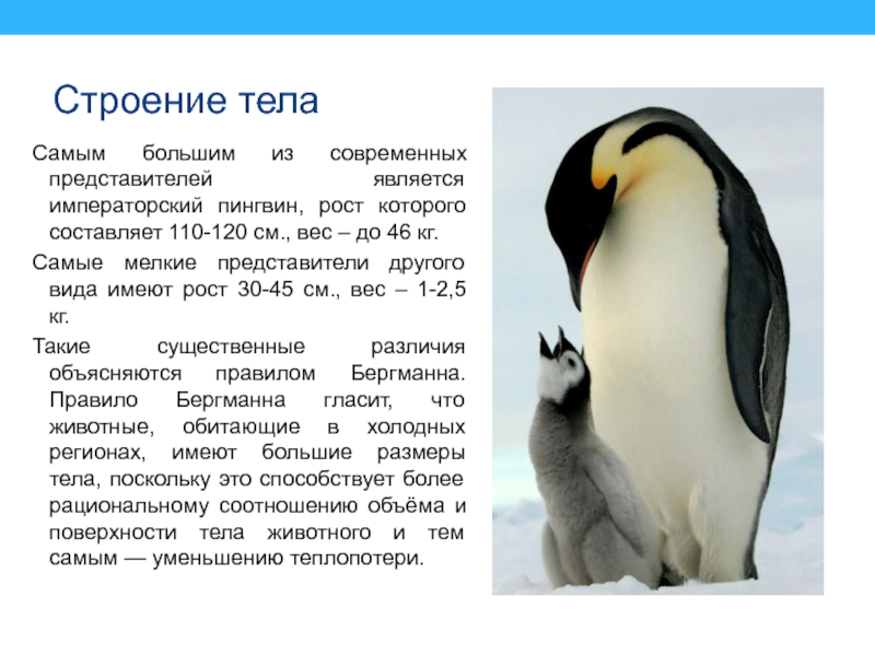 Строение телаСамым большим из современных представителей является императорский пингвин, рост которого составляет 110-120 см., вес – до