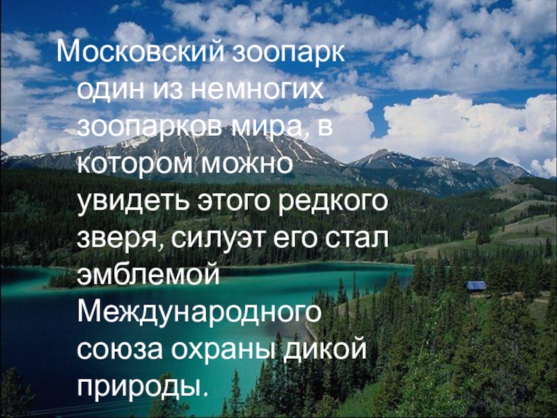 Московский зоопарк один из немногих зоопарков мира, в котором можно увидеть этого редкого зверя, силуэт его стал