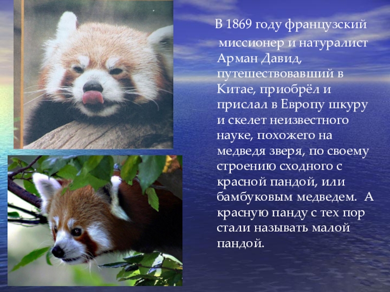В 1869 году французский  миссионер и натуралист Арман Давид, путешествовавший в Китае, приобрёл