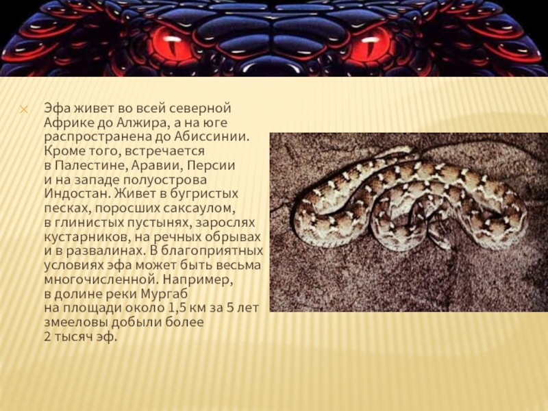 Эфа обитает по всей Северной Африке до Алжира, а на юге распространена до Абиссинии. Кроме того, он встречается в Палестине, Аравии, Персии и на западе полуострова